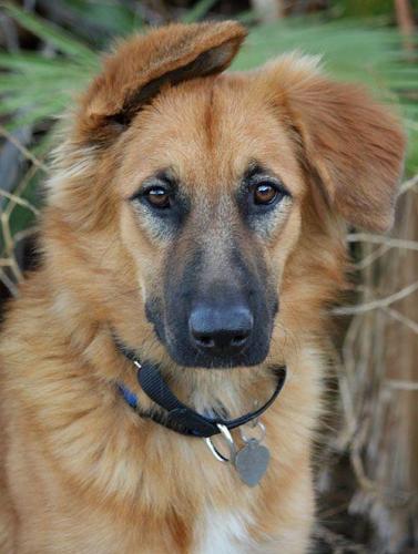 A Quick Introduction to the German Shepherd - Golden Retriever Mix